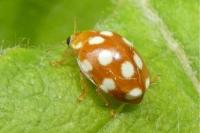 Vibidia duodecimguttata