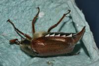 Melolontha melolontha