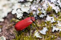 Pyrochroa coccinea