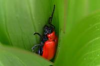 Lilioceris lilii