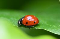 Coccinella septempunctata