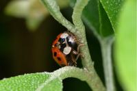 Harmonia axyridis