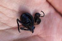 Timarcha tenebricosa