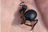 Timarcha tenebricosa