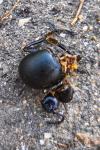 Timarcha tenebricosa