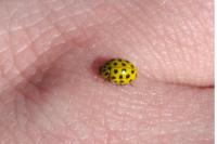 Psyllobora vigintiduopunctata