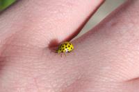 Psyllobora vigintiduopunctata