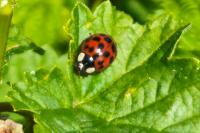 Harmonia axyridis