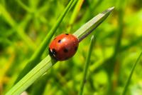 Coccinella septempunctata