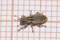 Sitona humeralis