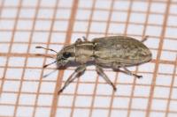Sitona humeralis