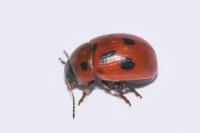 Gonioctena fornicata