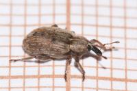 Hypera postica