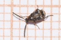 Bruchidius bimaculatus