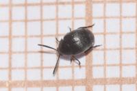 Spermophagus sericeus