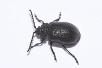 Galeruca luctuosa