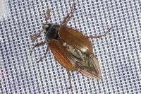 Melolontha melolontha