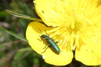 Psilothrix viridicoerulea