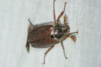 Melolontha melolontha