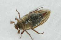 Melolontha melolontha