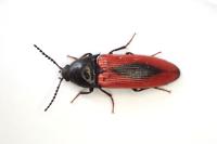 Ampedus sanguinolentus