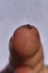 Tychius
