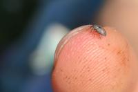 Tychius