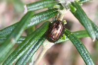 Chrysolina americana
