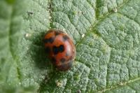 Subcoccinella vigintiquatuorpunctata