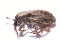 Hypera postica