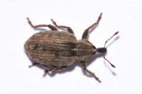 Hypera postica
