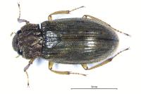 Helophorus grandis