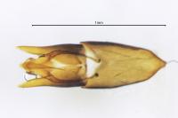 Helophorus grandis