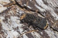 Platyrhinus resinosus