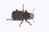 Platyrhinus resinosus