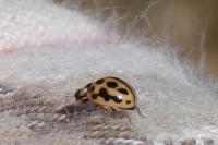 Tytthaspis sedecimpunctata