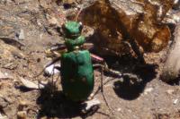 Cicindela campestris