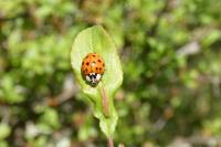 Harmonia axyridis