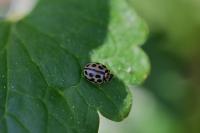 Tytthaspis sedecimpunctata