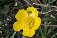 Tytthaspis sedecimpunctata