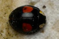 Harmonia axyridis