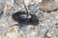Harpalus dimidiatus