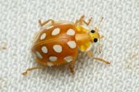 Halyzia sedecimguttata