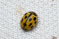 Propylea quatuordecimpunctata