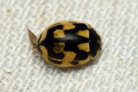 Propylea quatuordecimpunctata