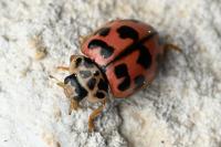 Oenopia conglobata