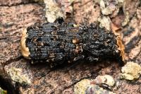 Platyrhinus resinosus