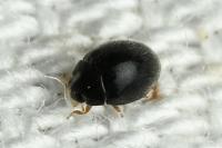 Stethorus pusillus