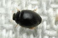 Stethorus pusillus