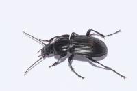 Abax parallelepipedus